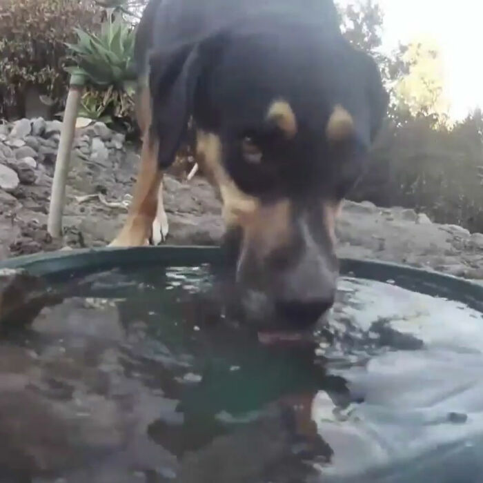 donna installa una fontana fuori la casa per aiutare decine di animali e una videocamera per riprendere gli animali notturni