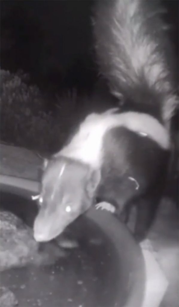 donna installa una fontana fuori la casa per aiutare decine di animali e una videocamera per riprendere gli animali notturni