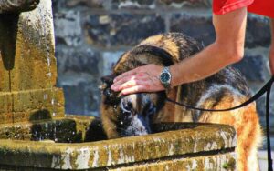 Aria condizionata e Cani, cosa c’è da sapere