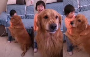 Video: il tenero momento in cui un cane difende una bambina sgridata dalla madre