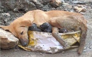 Cagnolina trovata sull’orlo di un collasso dopo aver partorito in un cantiere edile.