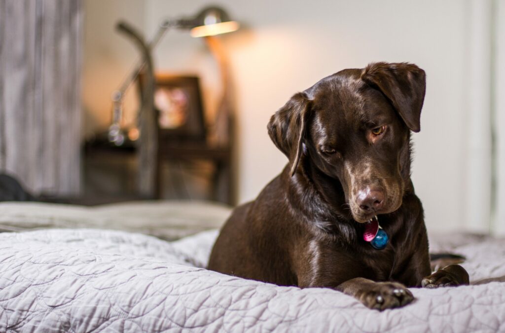 ecco i motivi per il quale il vostro cane vuole dormire nel vostro letto