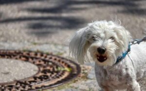 Perché il cane abbaia ad altri cani