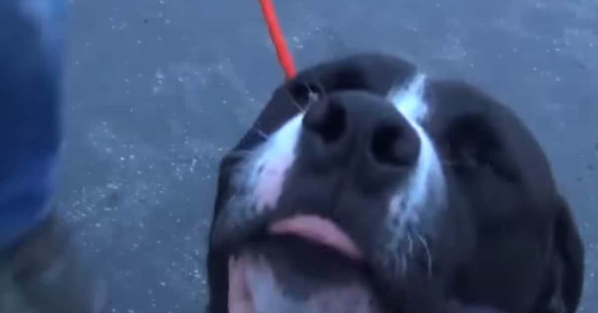 La reazione di gioia di un cane, dopo che capisce di essere stato adottato