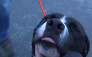 La reazione di gioia di un cane, dopo che capisce di essere stato adottato