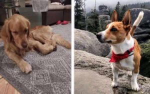 Cane Eroe, trova cane smarrito nella foresta dopo 32 giorni