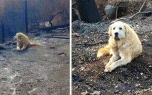 Tornano alla loro casa bruciata, mese dopo e trovano il loro cane che li aspetta