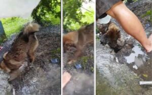 Cagnolina striscia dentro un buco inondato per raggiungere i suoi cuccioli che stanno affogando