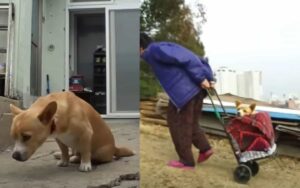 La nonna salva un cucciolo paralizzato che è stato abbandonato in una discarica