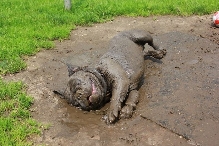 10 motivi per non far rotolare il cane nel fango