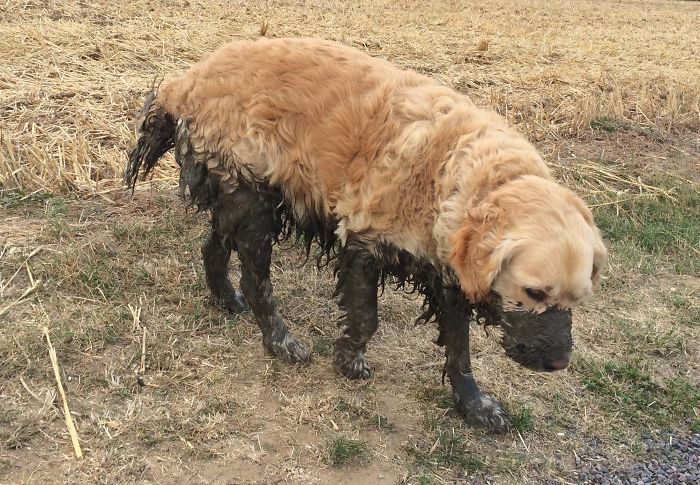 10 motivi per non far rotolare il cane nel fango