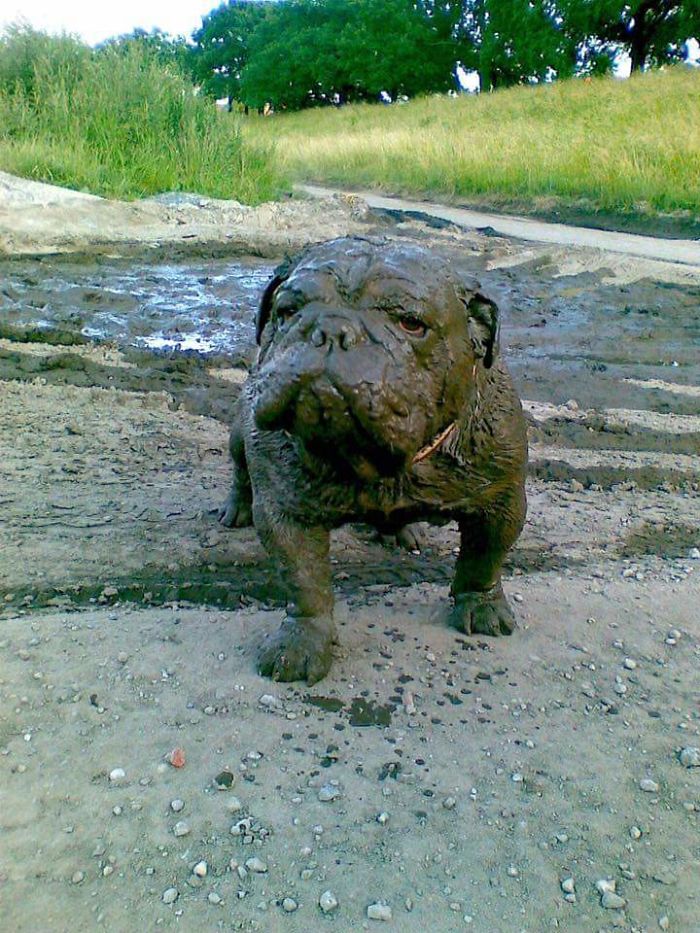 10 motivi per non far rotolare il cane nel fango