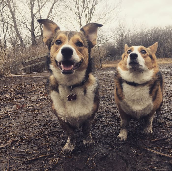 10 motivi per non far rotolare il cane nel fango