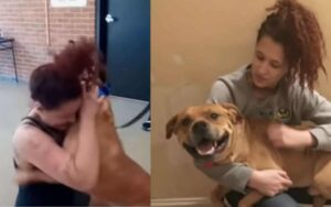 Una donna è andata ad adottare un cane e ha trovato il suo, che era scappato 2 anni fa