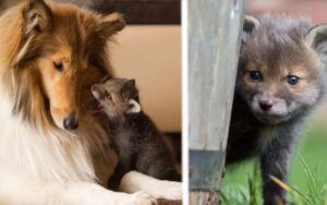 Cucciolo di volpe confonde un cane per la sua mamma, lo segue fino a casa.