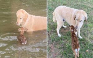 Cane salva un cucciolo di cervo dall’annegamento e rifiuta di andarsene