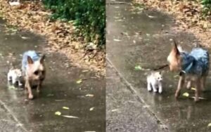 VIDEO: Cucciolo salva un gattino abbandonato sotto la pioggia e lo porta a casa
