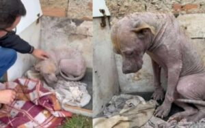 Il cane Pitbull abbandonato a se stesso e mostra grande tristezza quando viene salvato