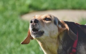 I motivi per il quale il tuo cane abbaia eccessivamente