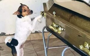 Cucciolo non si separa dalla bara del sua defunta padrona, cercando di svegliarla graffiando la bara