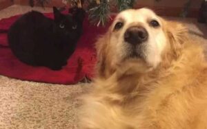 La reazione del gatto quando trova il collare del suo migliore amico deceduto