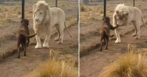 Leone chiede scusa al migliore amico cane e l’adorabile gesto viene catturato da un video