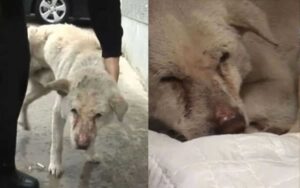 Video: Cane triste ogni giorno esce cercando la sua padrona ormai defunta