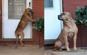 Cane abbandonato durante un trasloco aspetta la sua famiglia per settimane fuori casa