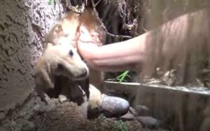 Il cagnolino regalato finisce abbandonato e spaventato per strada