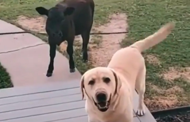 un cane, uscito per fare una passeggiata, è tornato a casa con un vitellino sperando che la sua famiglia lo faccia entrare