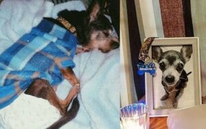 Cucciolo maltrattato da 12 anni, è morto felice più che mai