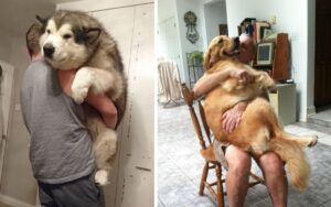 10 foto di cani che sono rimasti cuccioli dentro