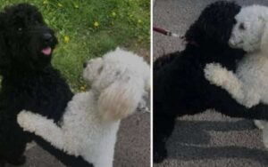 Separati poco dopo la nascita, due cani fratelli si incontrano per strada e si riconoscono