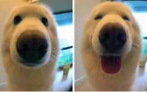 17 foto di cani prima e dopo avergli fatto un complimento