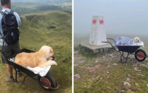 L’uomo porta il suo cane in fin di vita a fare l’ultima passeggiata in carriola nel suo posto preferito