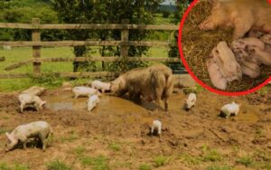 maialina incinta scappa dall'allevamento per salvare i suoi cuccioli