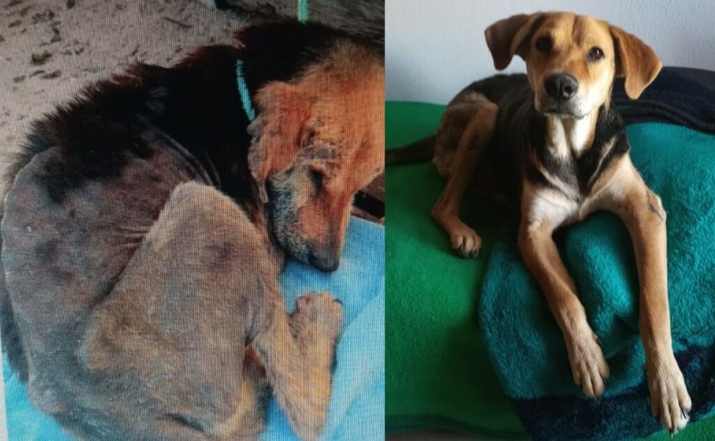 Clotilde, un cane salvato dalla fame e dalla scabbia 