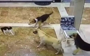 Mamma Gatta si trasforma in “Mamma Orsa” quando 3 cani attaccano il suo cucciolo