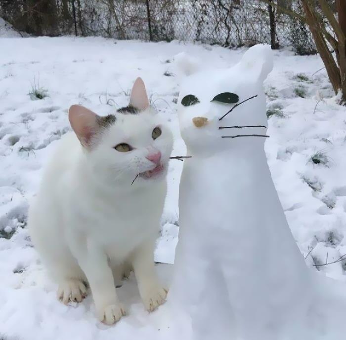 foto di gatti mentre fanno cose strane