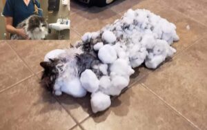 Gattino stava per morire congelato nella neve quando è stata salvata, era una palla di ghiaccio