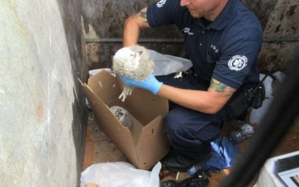 L’agente si arrampica nel cassonetto per salvare due gufi gettati via nella spazzatura