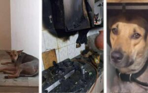 Cane salva da un incendio scoppiato in casa la famiglia che lo ha adottato