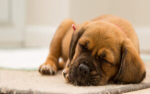 Perché il cane  vuole dormire sul letto a tutti i costi