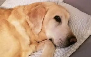 Labrador e il suo proprietario muoiono lo stesso giorno a un’ora di distanza
