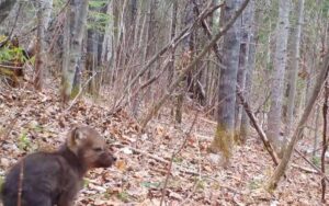 VIDEO: cucciolo di lupo si esercita a ululare