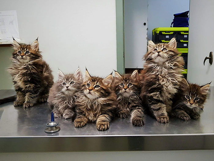 10 gatti Maine Coon che diventeranno enormi