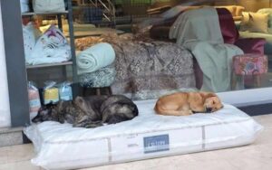 Un negozio di mobili mette un materasso per far dormire i cani randagi