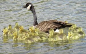 Mamma oca raccoglie più di 40 cuccioli e li difende come se fossero suoi