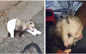 Un opossum incinta ha lottato per proteggere i suoi figli dai colpi di proiettile che ha ricevuto