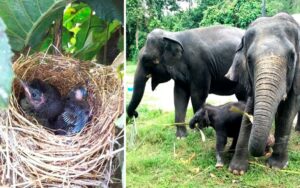 Elefanti distruggono tutti i banani tranne quello con un nido di uccelli